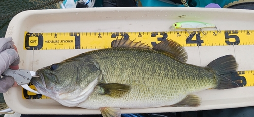 ブラックバスの釣果