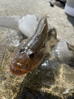 ハゼの釣果