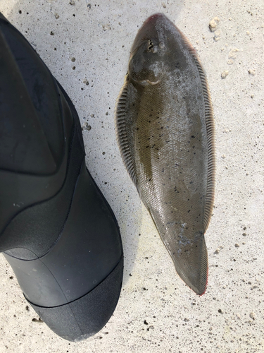 シタビラメの釣果