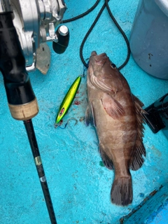 マハタの釣果