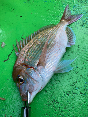 ハナダイの釣果