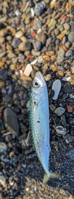 サバの釣果