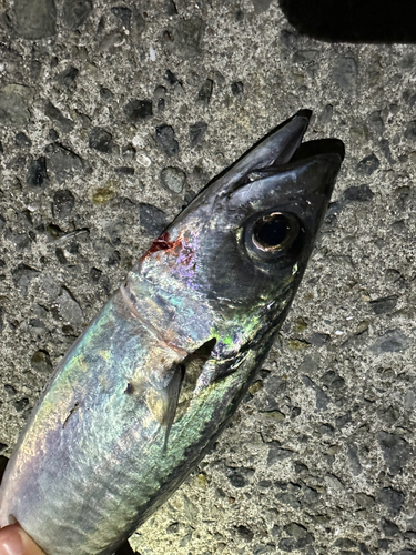 サバの釣果