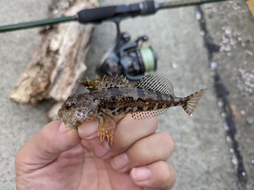 アナハゼの釣果