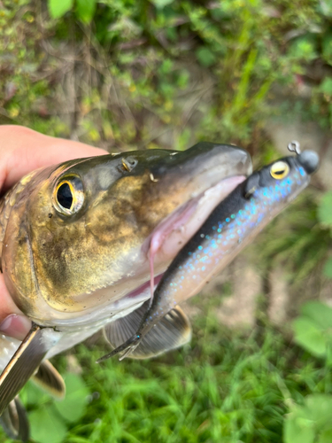 ニゴイの釣果