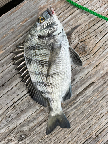 クロダイの釣果