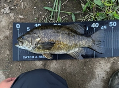 スモールマウスバスの釣果