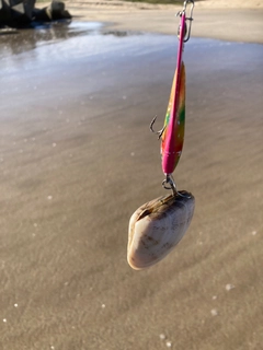 シタビラメの釣果