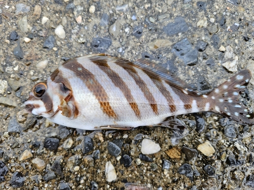 タカノハダイの釣果