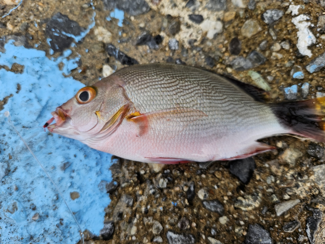 タカノハダイ