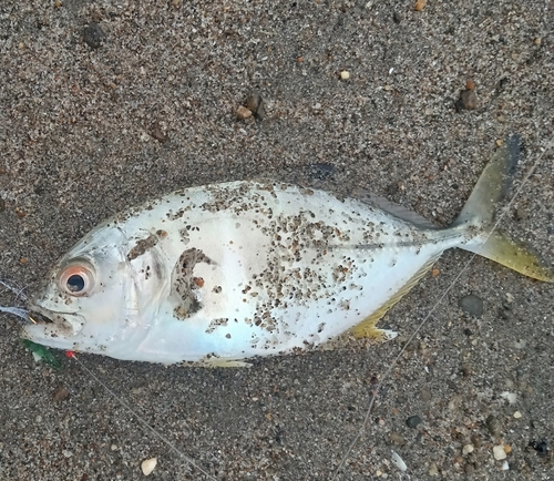 メッキの釣果