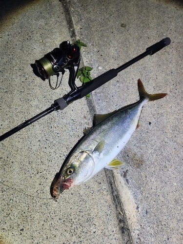 ワカシの釣果