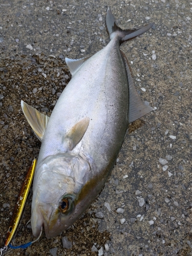 カンパチの釣果