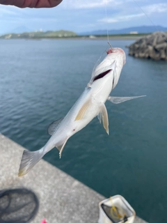 ヘダイの釣果