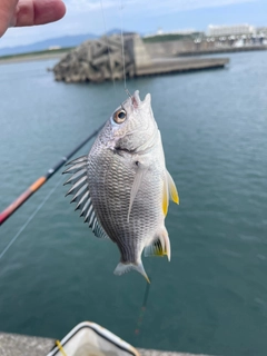 キビレの釣果