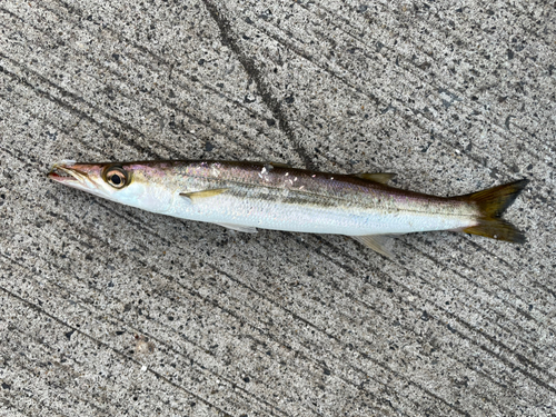 アカカマスの釣果