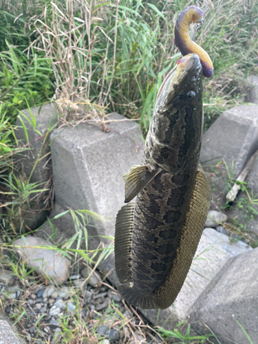 ライギョの釣果