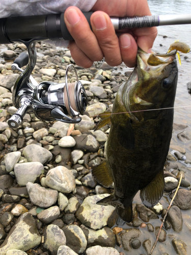 スモールマウスバスの釣果