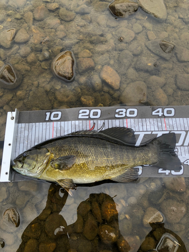 スモールマウスバスの釣果