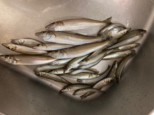 シロギスの釣果