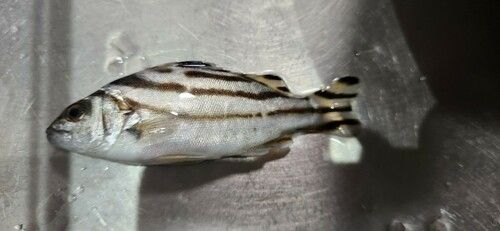 コトヒキの釣果