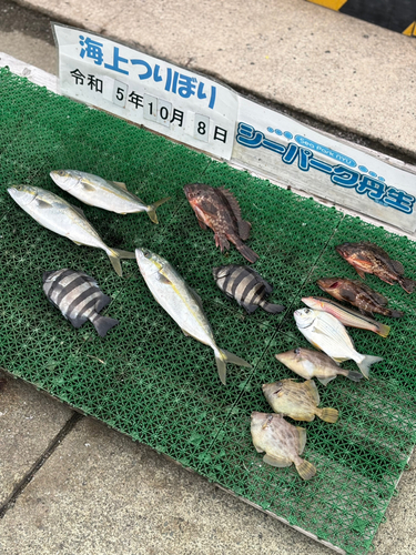 イシダイの釣果