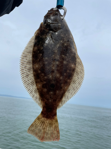 ヒラメの釣果