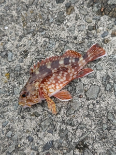 カサゴの釣果