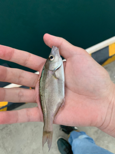 ウミタナゴの釣果