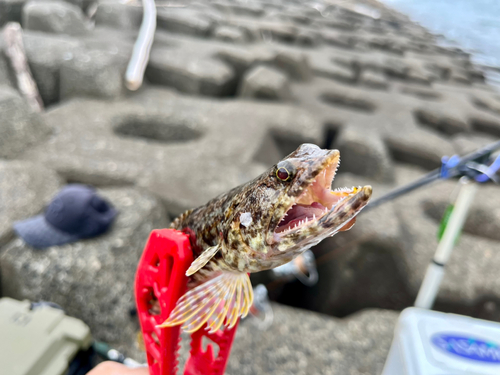 エソの釣果