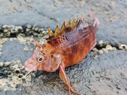 オキゴンベの釣果