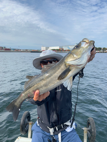 シーバスの釣果