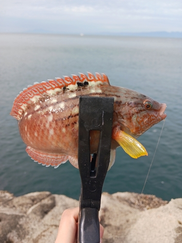 アカササノハベラの釣果