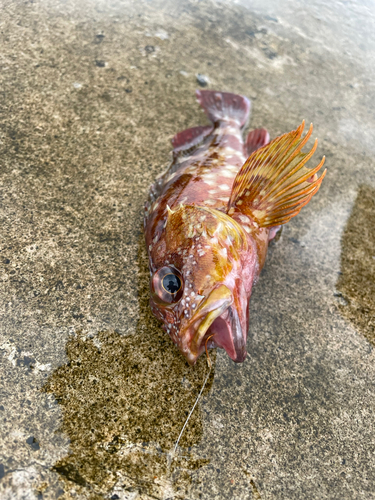 カサゴの釣果