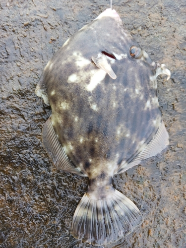 カワハギの釣果