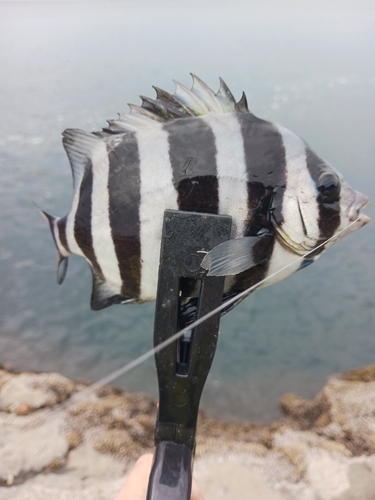 サンバソウの釣果