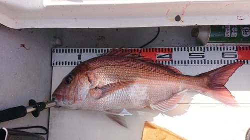 マダイの釣果