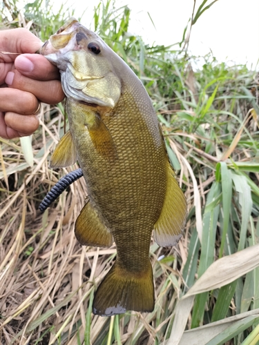 スモールマウスバスの釣果