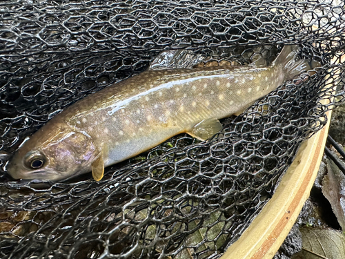 エゾイワナの釣果