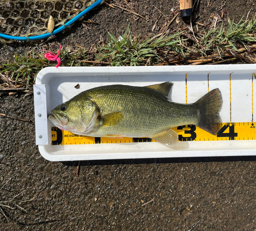 ラージマウスバスの釣果