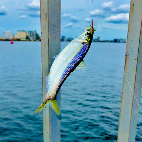 サッパの釣果