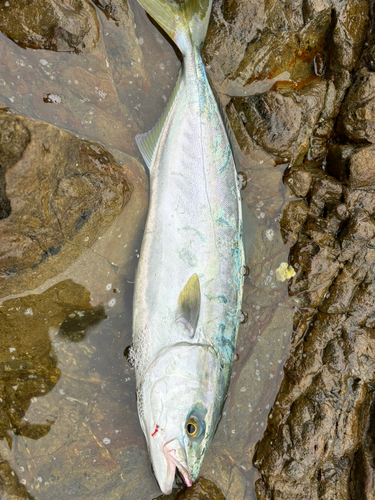 ツバスの釣果