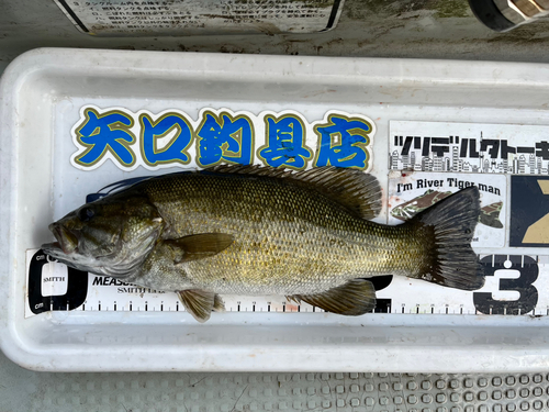 スモールマウスバスの釣果