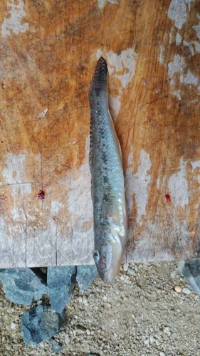 マハゼの釣果