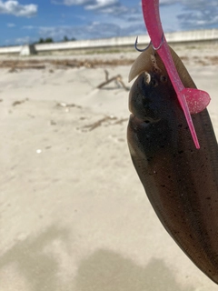 シタビラメの釣果