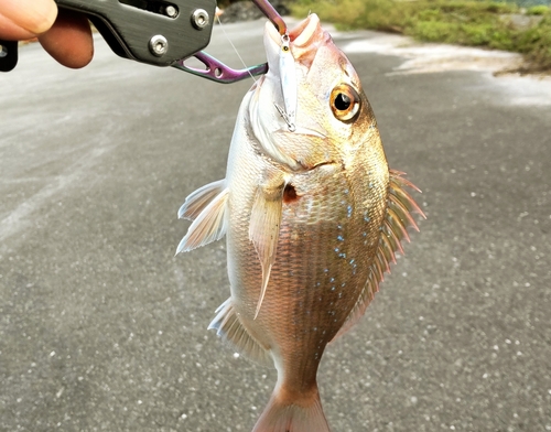 マダイの釣果