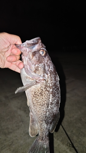 クロソイの釣果