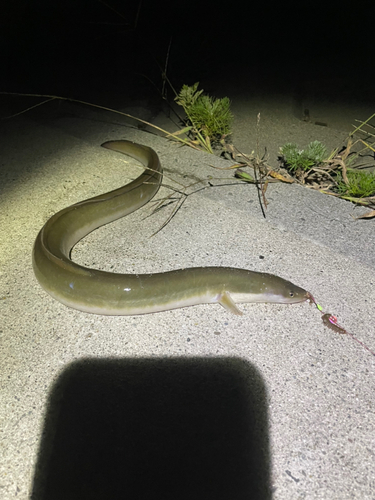 ウナギの釣果