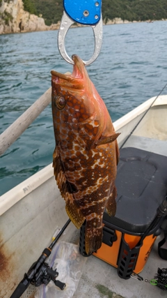 キジハタの釣果