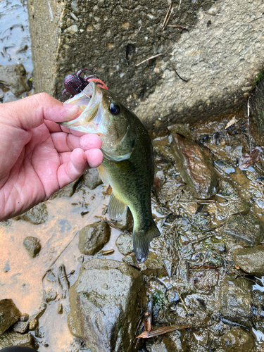 ブラックバスの釣果